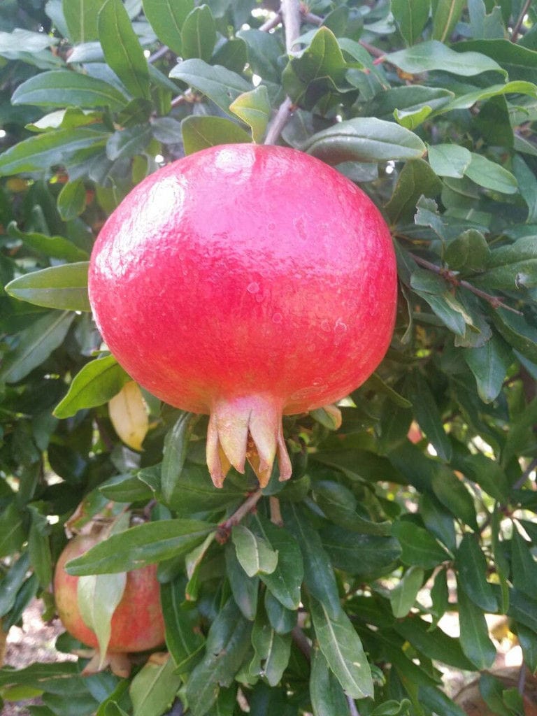 view up close of branches with pomegranate flowers at 'Ktima Cheimonidi' crops